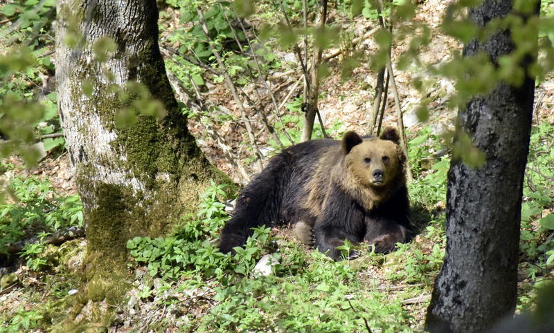 Today we celebrate 72 years since the declaration of the Dzhendema Reserve - 7