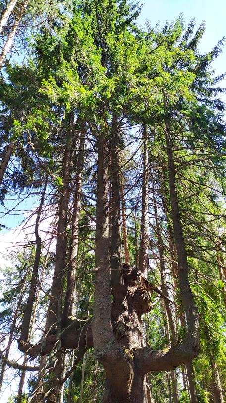 Три вековни дървета в Смолян и Харманли са обявени за защитени - 2