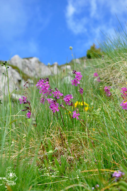 Today we mark the 61st Anniversary since the establishment of National Park Pirin - 24