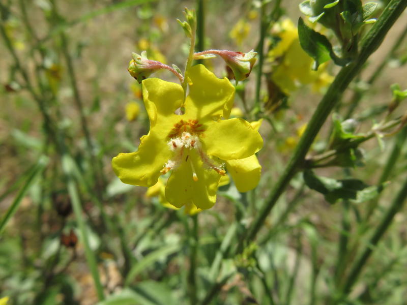 A New Protected Area “Deposit of Rhodope Mullein - Village of Drangovo” in the Kardzhali Region has been Declared - 01