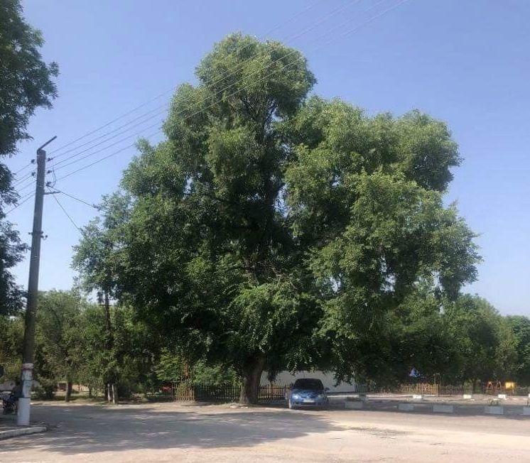 A century-old small-leaved elm in the village of Kovachevo was declared protected - 01