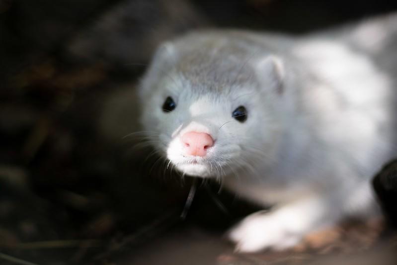 Minister Borislav Sandov prohibited the import and breeding of minks due to biodiversity damage - 01