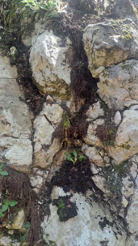Minister Julian Popov issued an order banning activities that threaten the Rhodope Silivryak species in the territory of the village of Gornoslav, Asenovgrad - 3