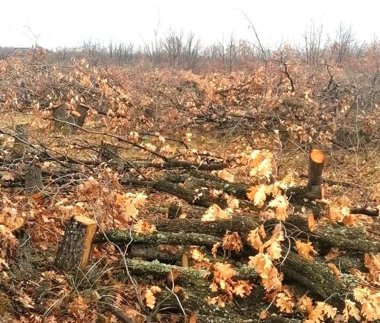 Изсичането на гори в земеделски земи вече ще се прави след преценка за необходимостта от ОВОС - 01