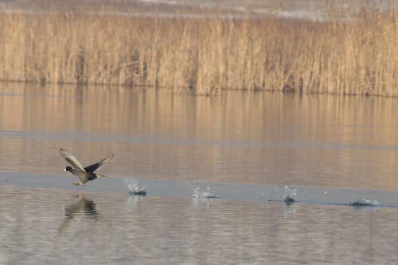 Птици зимуват край Шуменското езеро - 2