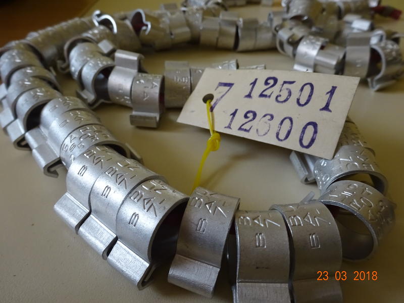 Експерти на РИОСВ – Русе  опръстеняват и пускат на свобода щъркелите в Силистренско - 01