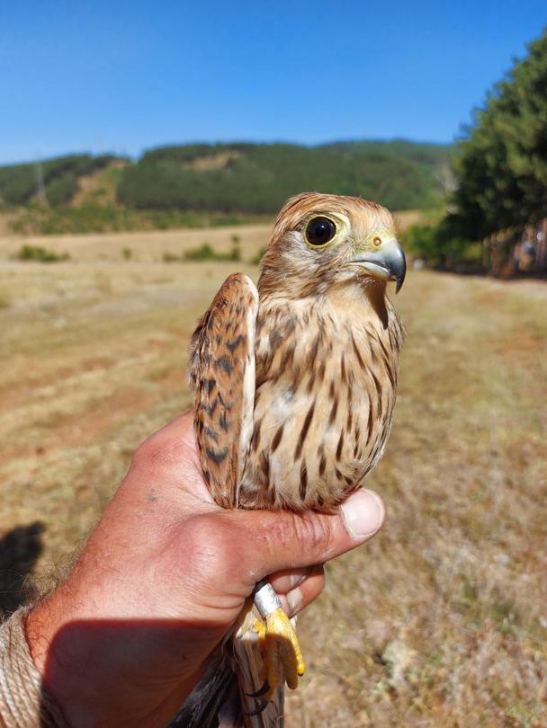 Ten rescue birds were released in nature near Sofia - 2