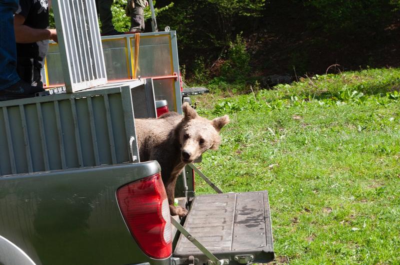 The bear cubs found in the Rhodopes were returned into the wild - 3
