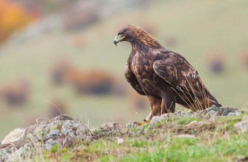 Today we mark 32 years National Park “Central Balkan” - 8