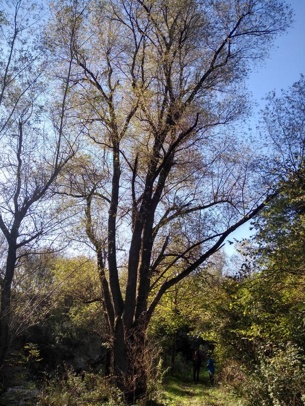 Бяла върба - 2