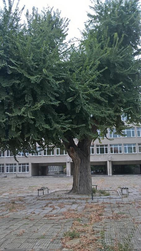 Полски бряст е първото вековно дърво в гр. Хасково - 01
