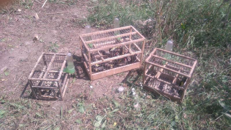 20 защитени пойни птици бяха спасени от незаконен улов край Марица - 01