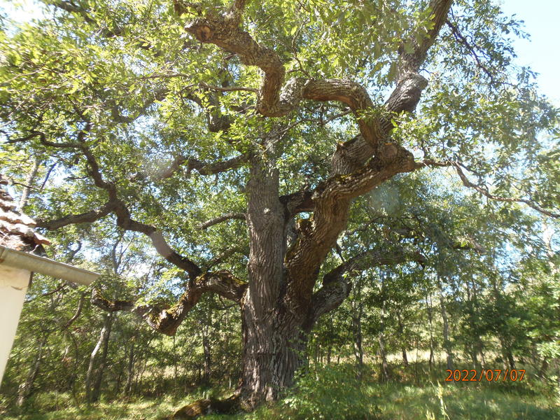 Дърво от вида цер (Quercus cerris), на приблизителна възраст 400 години, с височина около 22 м, обиколка на ствола 5,00 м, намиращо се в землището на село Кършалево, община Кюстендил - 2