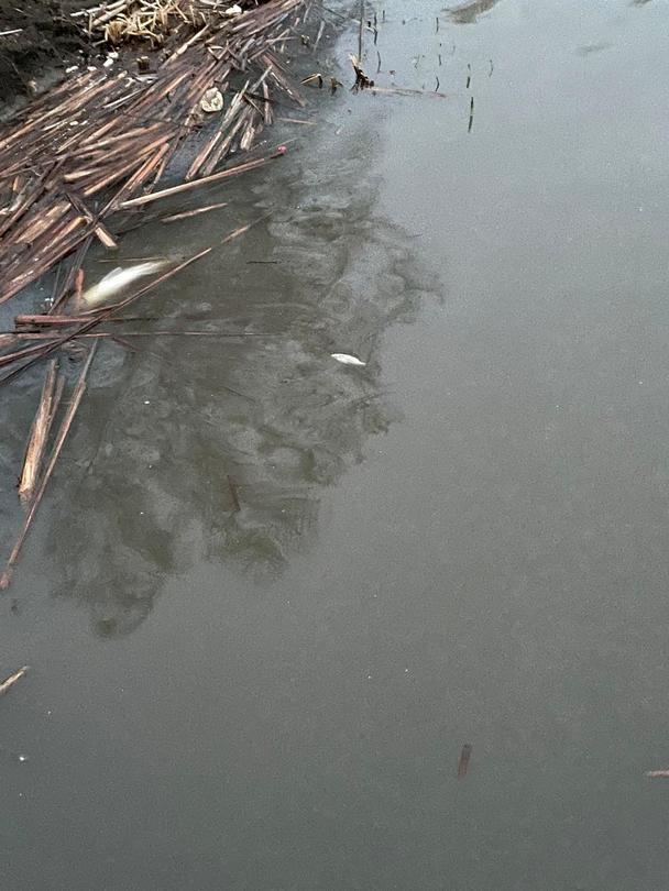 РИОСВ-Варна извърши проверка по сигнал за мъртва риба в язовир „Засмяно” - 7