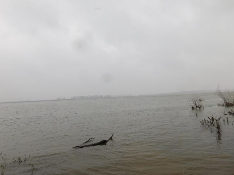 Водолюбиви птици - 2