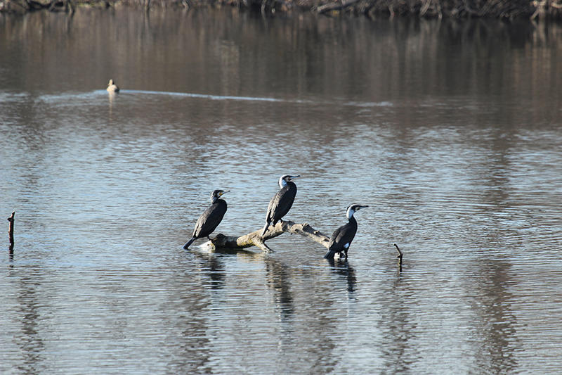 Юбилейното 50-то среднозимно преброяване на зимуващите водолюбиви птици ще се проведе от 15 до 18 януари - 6