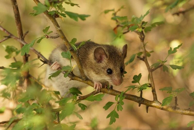 Dormice observation houses are being installed in 43 locations across the country as part of a new monitoring methodology - 01