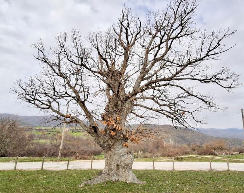 Вековната гора на България порасна с още две защитени дървета - 01