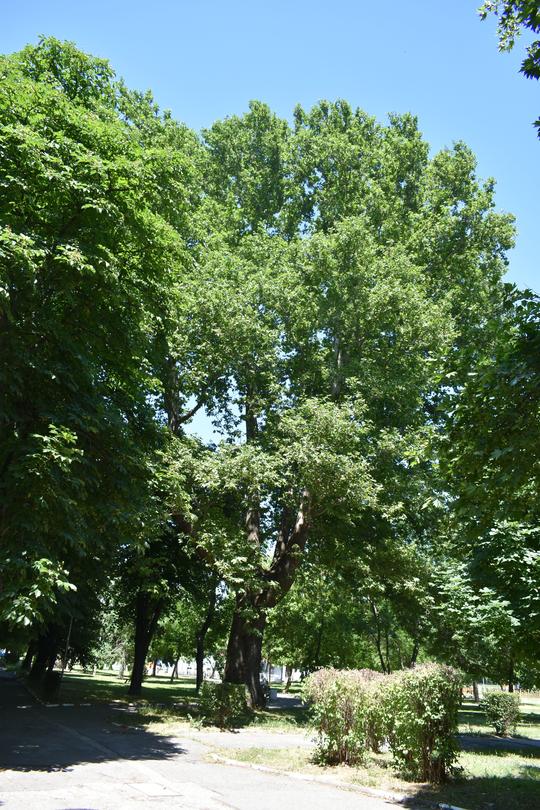 Six centuries-old trees were declared protected - 01