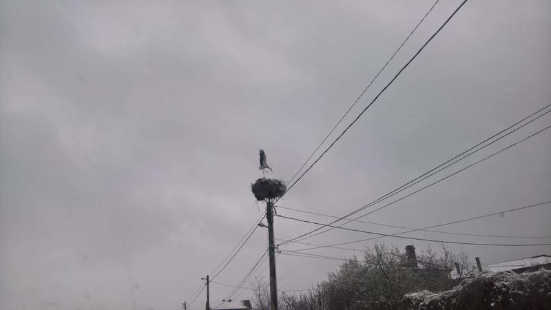 щъркелово гнездо - 01