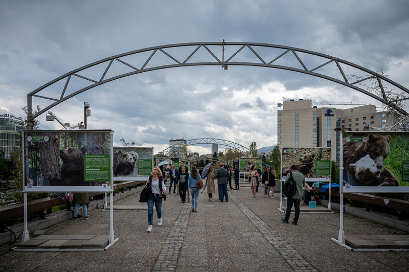 An exhibition presents the history of the bear park near Belitsa - 3