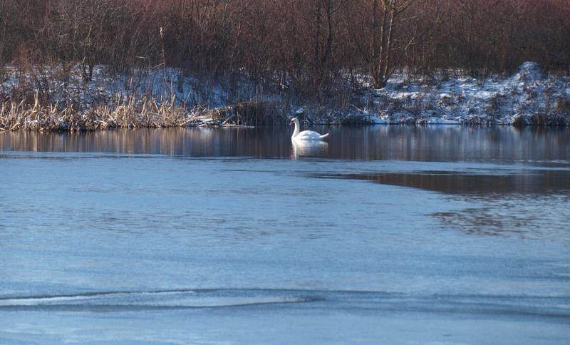 РИОСВ-Плевен се включи в 48-то Среднозимно преброяване на водолюбивите птици - 01