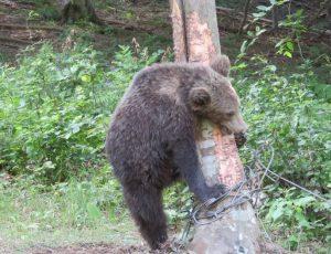 На територията на РИОСВ – Смолян са регистрирани първите щети от мечки за 2017 г. - 01