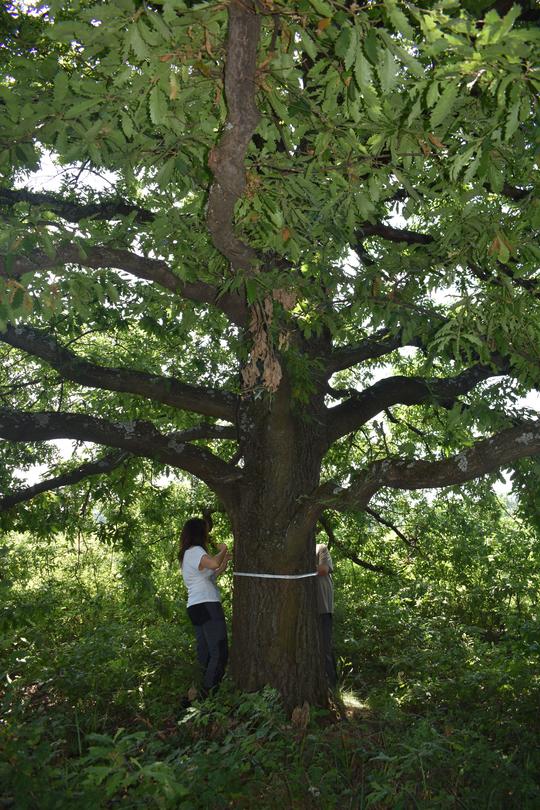 Нови четири вековни дървета са обявени за защитени - 01