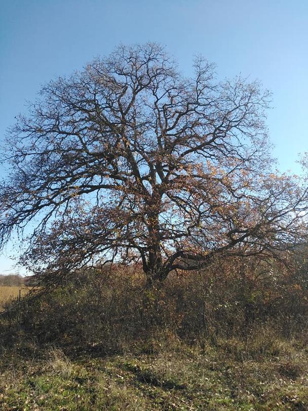 Nine Century-Old Trees were declared protected - 01