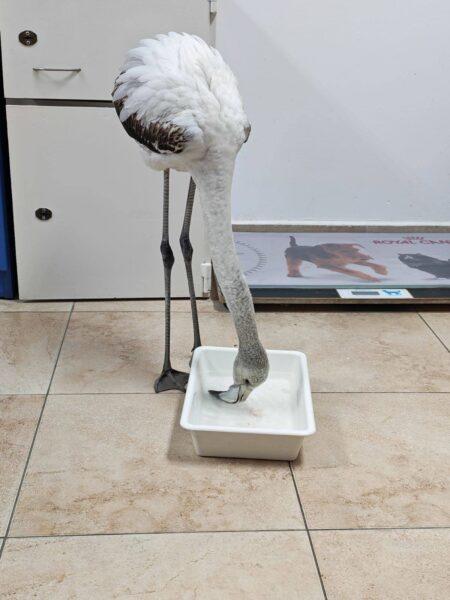 Спасено е фламинго в района на село Братово след подаден сигнал в РИОСВ - Бургас - 2