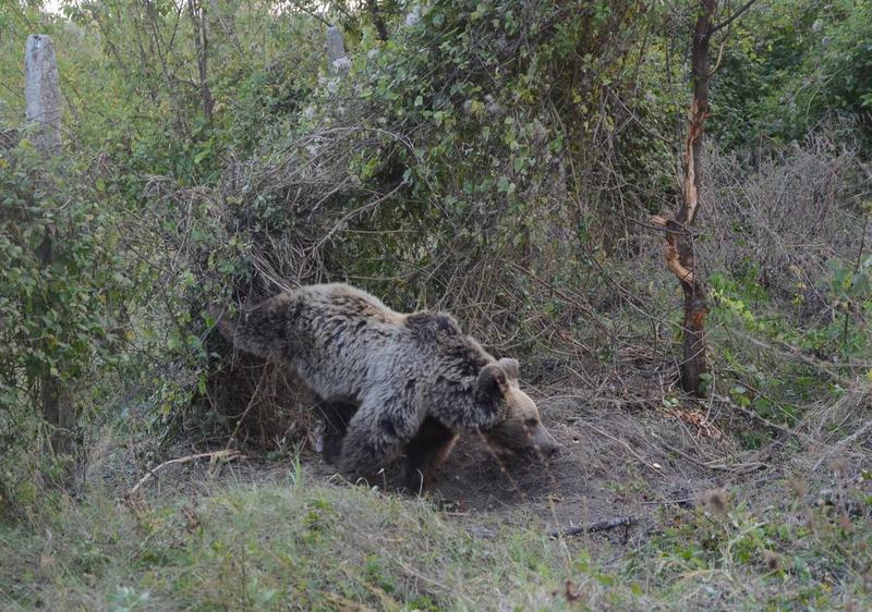The MOEW paid over 220,000 BGN in compensation for damages caused by the brown bear species - 01