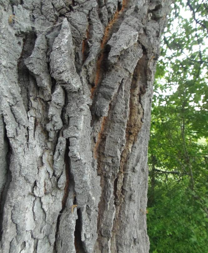 Minister Lichev declared a 300-year-old tree under protection - 3