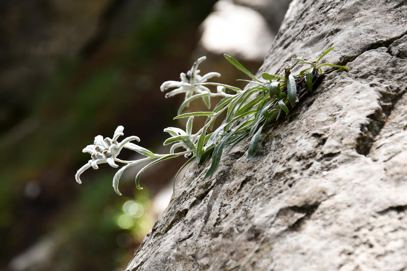 Today we mark the 61st Anniversary since the establishment of National Park Pirin - 15