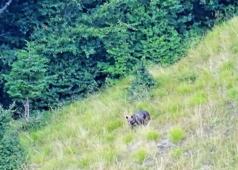 Популацията на мечките в Национален парк „Централен Балкан“ е стабилна - 01