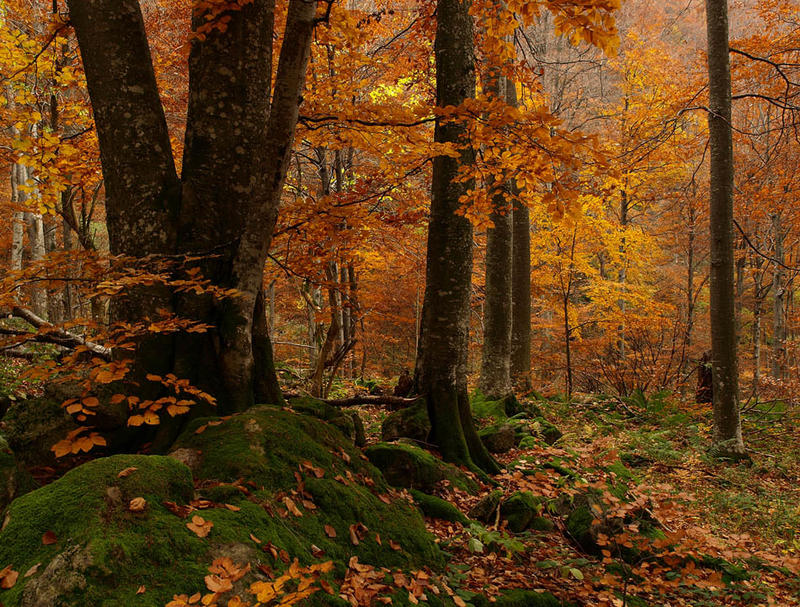 „Централен Балкан“ чества 26 години от създаването си - 01
