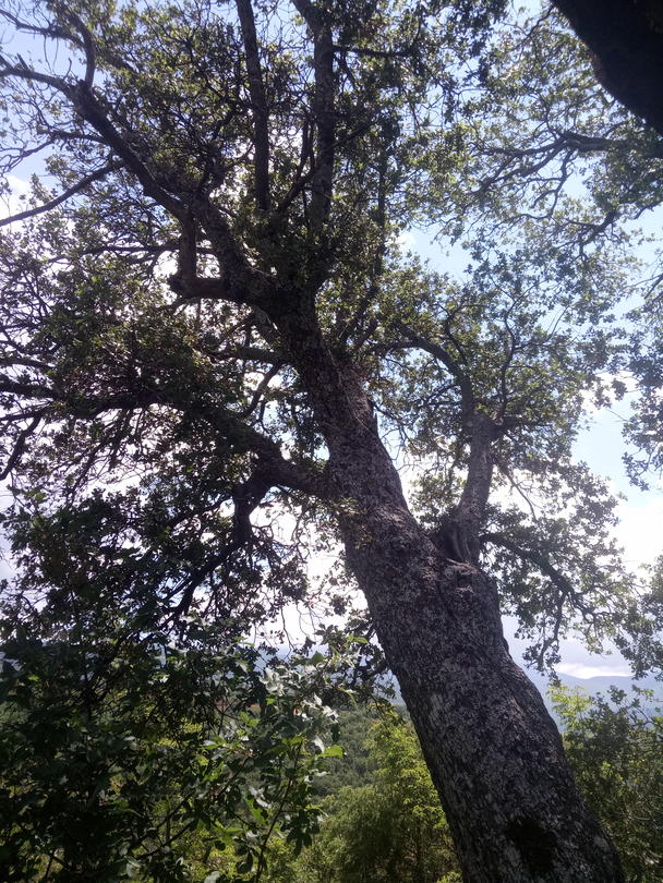 Вековно върво от вида пърнар - село Калиманци - 7