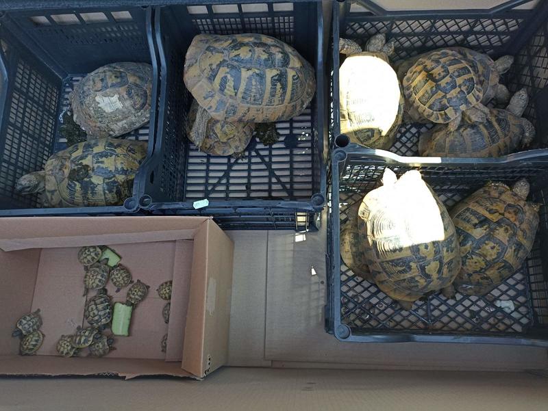 Експерти на РИОСВ – Монтана иззеха 27 незаконно отглеждани костенурки - 01