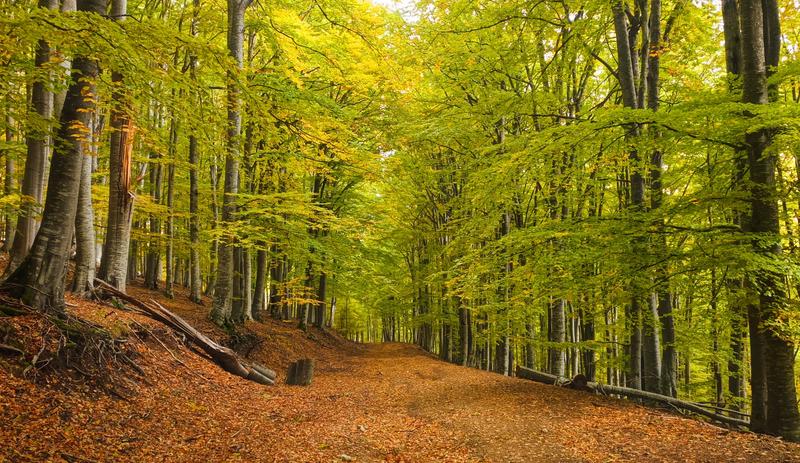 Central Balkan National Park celebrates 34 years since its establishment - 2