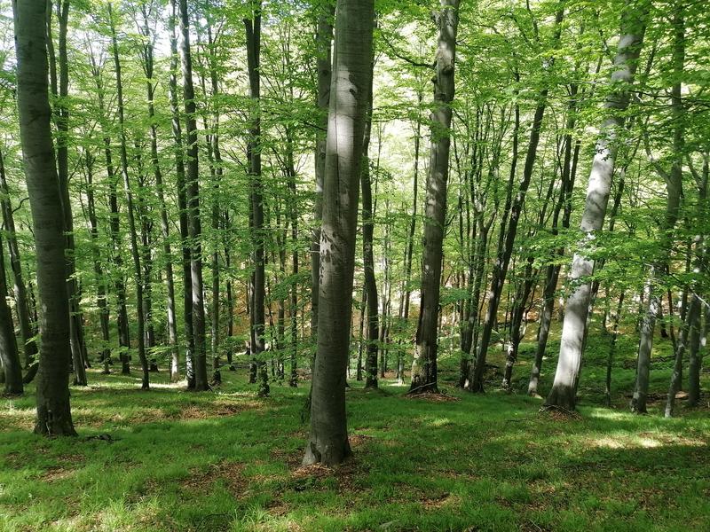 Златишка букова гора - 2