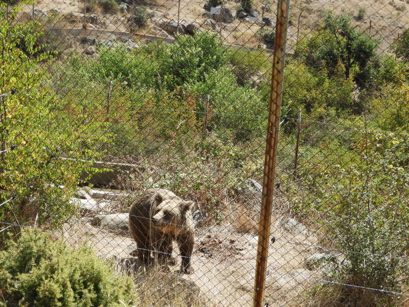 Една мечка и два вълка в село Влахи не са  регистрирани в РИОСВ - Благоевград - 01