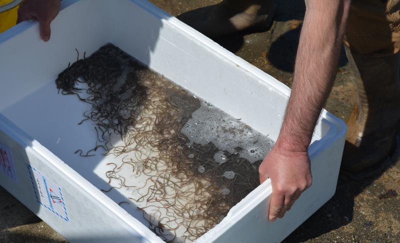 Confiscated eels were freed into the Danube river - 1