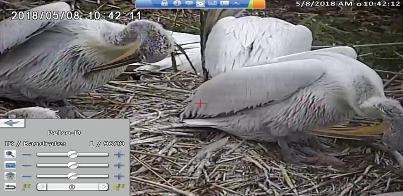 Излюпиха се първите пеликанчета в резервата „Сребърна“ - 2