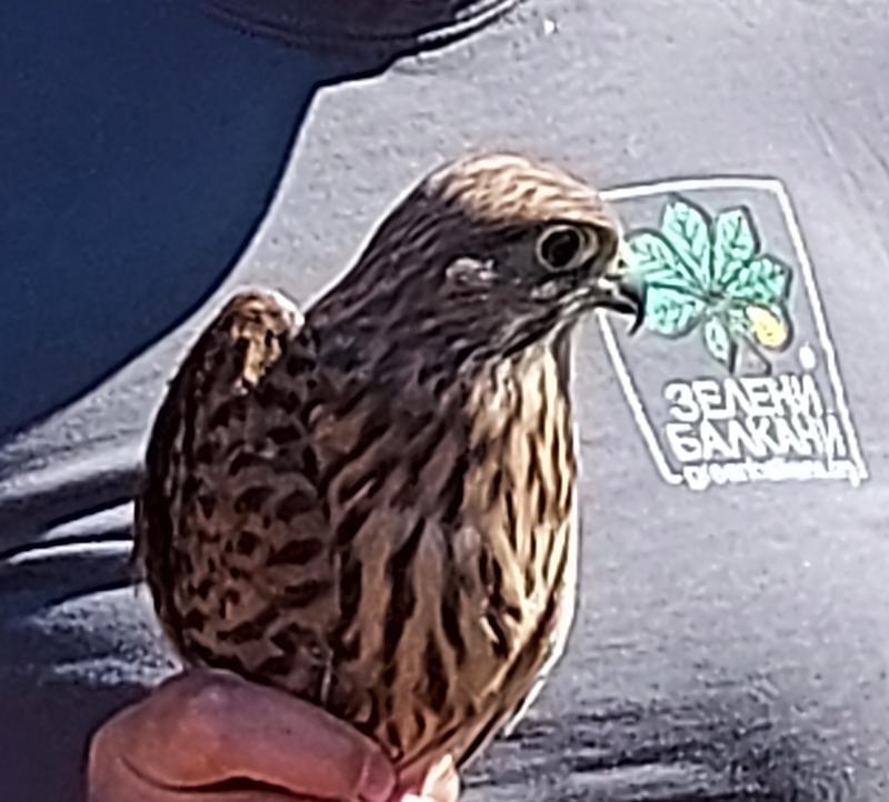 Десет спасени птици бяха освободени в природата край София - 4