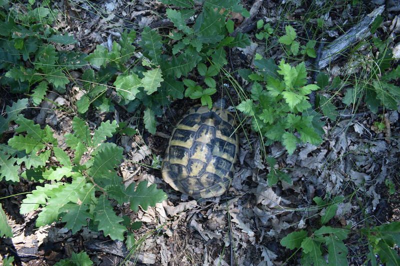 Нова защитена местност ще опазва рядка дъбова гора в Дунавската равнина - 01