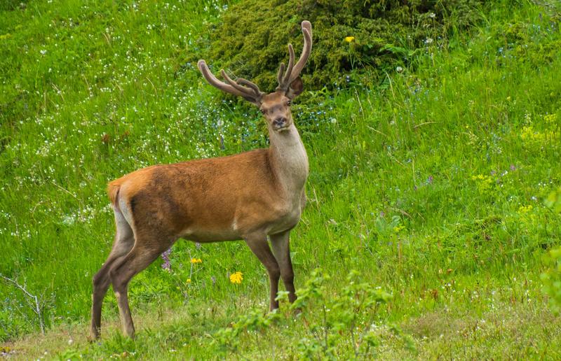 Today we mark 32 years National Park “Central Balkan” - 27