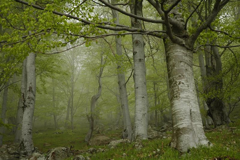 Вековните букови гори в „Централен Балкан“ стават част от обект на ЮНЕСКО - 01