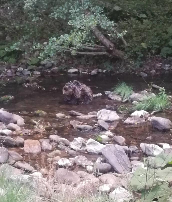 РИОСВ – Смолян проведе акция за спасяване на мече - 01