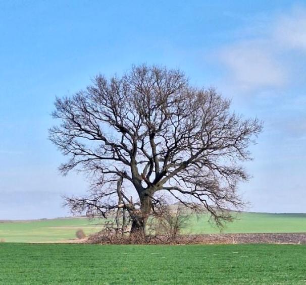 Вековната гора на България порасна с още две защитени дървета - 01