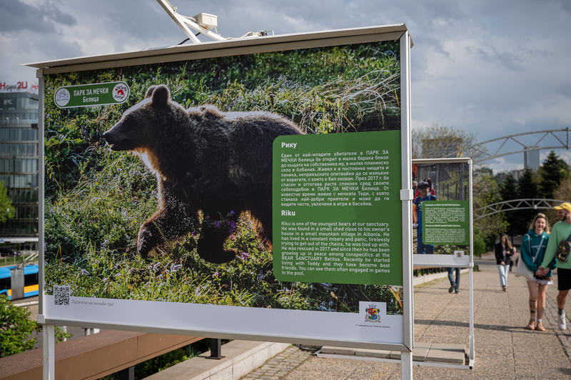 Изложба представя историята на парка за мечки край Белица - 5