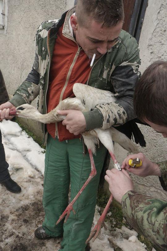 Пускане на щъркелите - 4